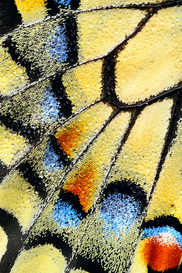 Colours on a Swallowtail Wing by Martin Amm