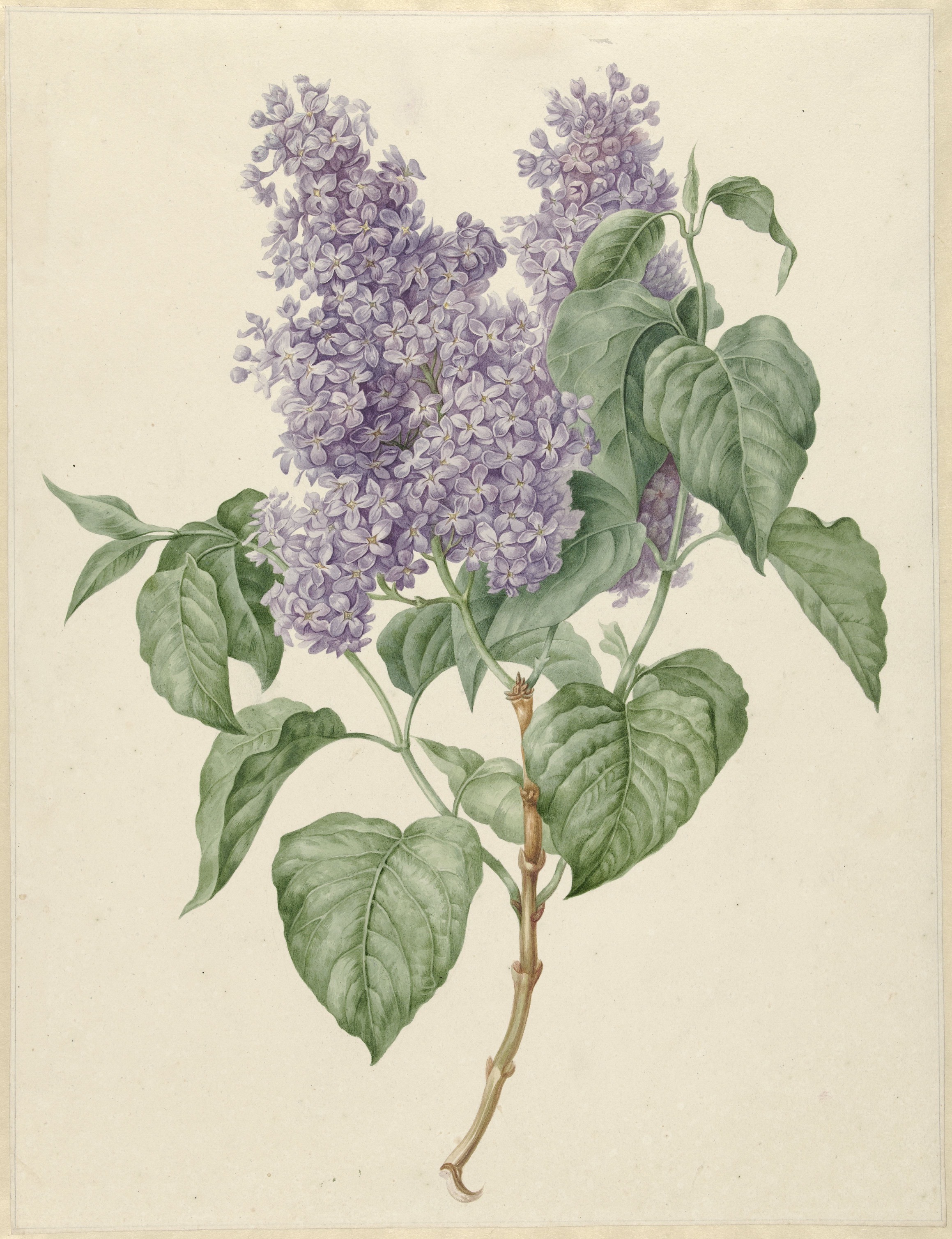 Branch of Purple Lilacs, by Maria Geertruyd Snabilie